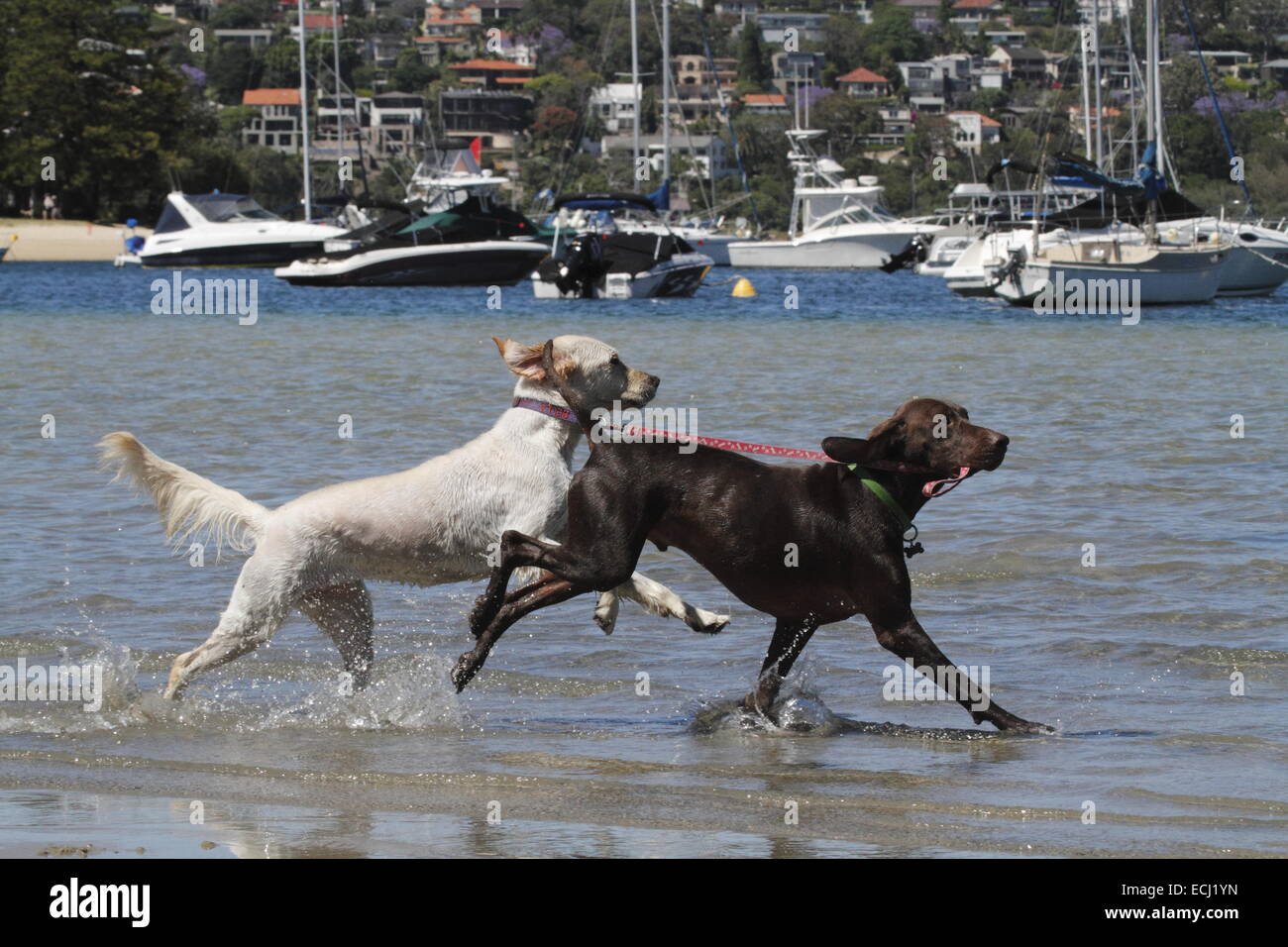 Golden retriever being led through water by a German Short-haired pointer Stock Photo