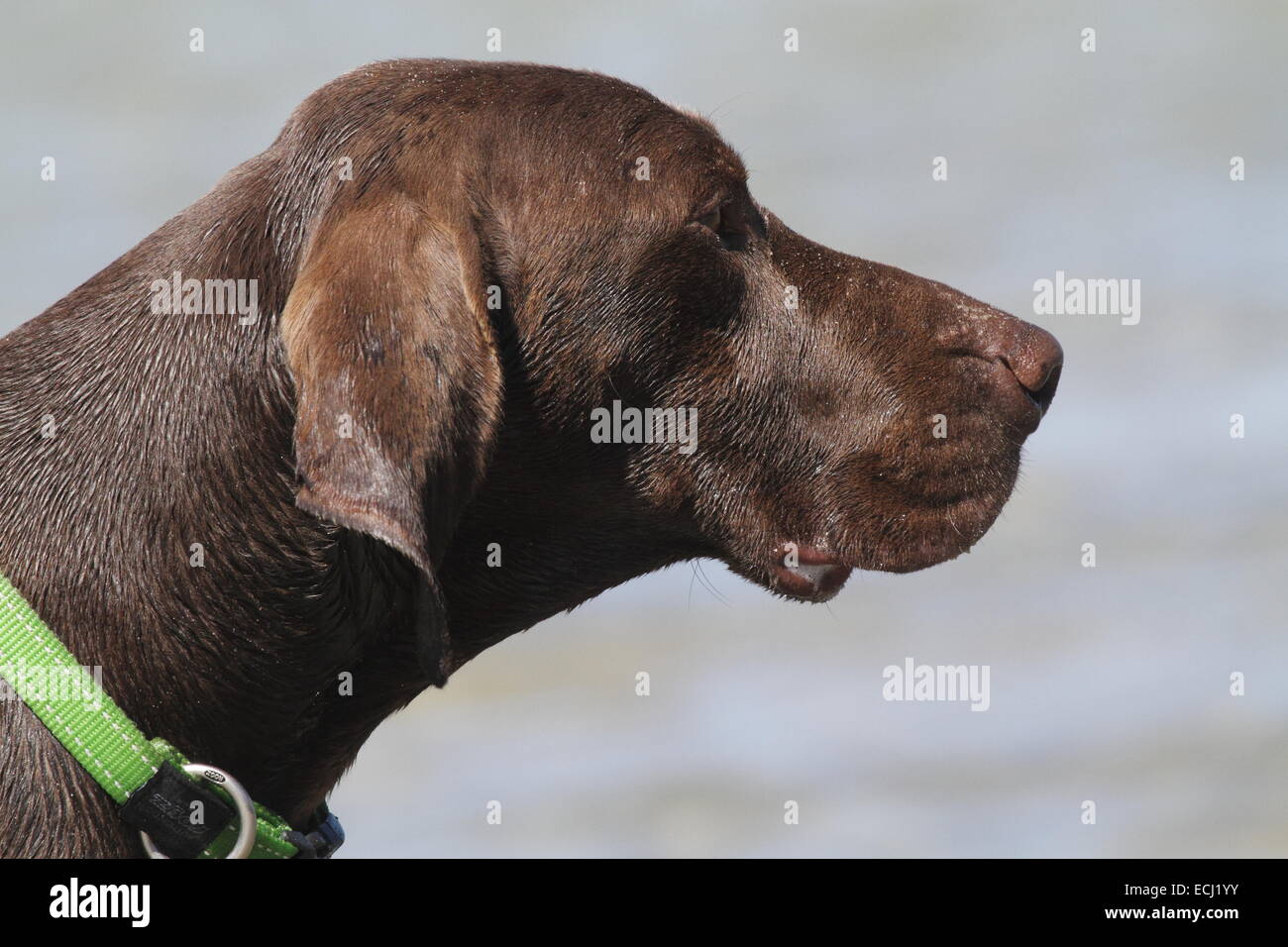 German Short-haired pointer profile Stock Photo