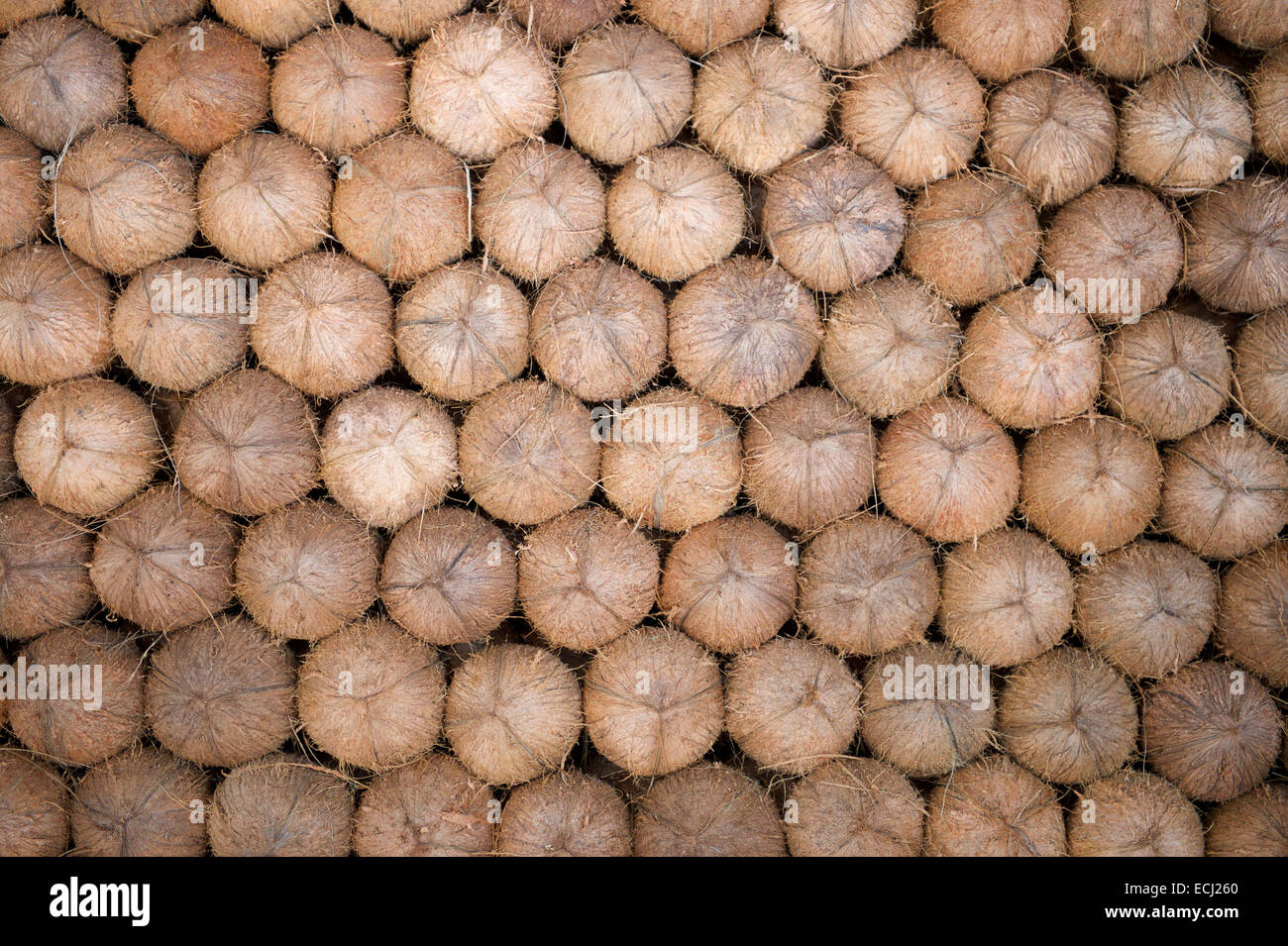 Textured background of stack of fresh brown coconuts in natural tropical light Stock Photo