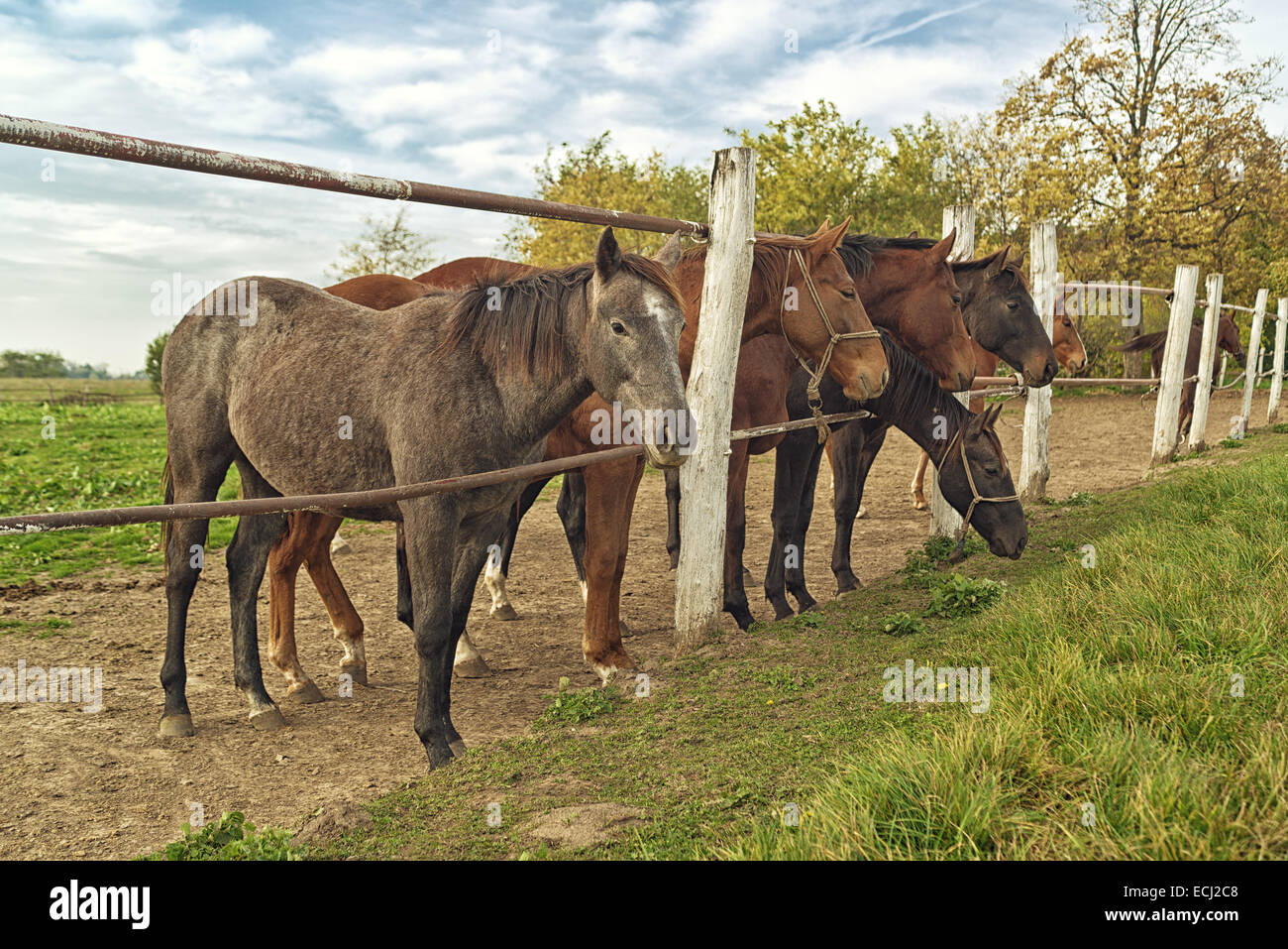 Beautiful Horses on the Farm ranch on a cloudy afternoon. Stock Photo