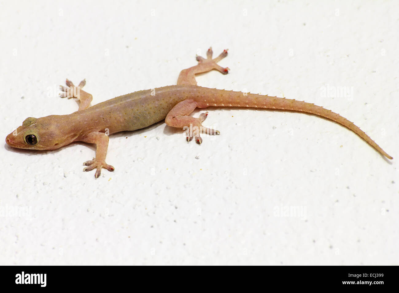 House lizard - gekco on the white wall Stock Photo