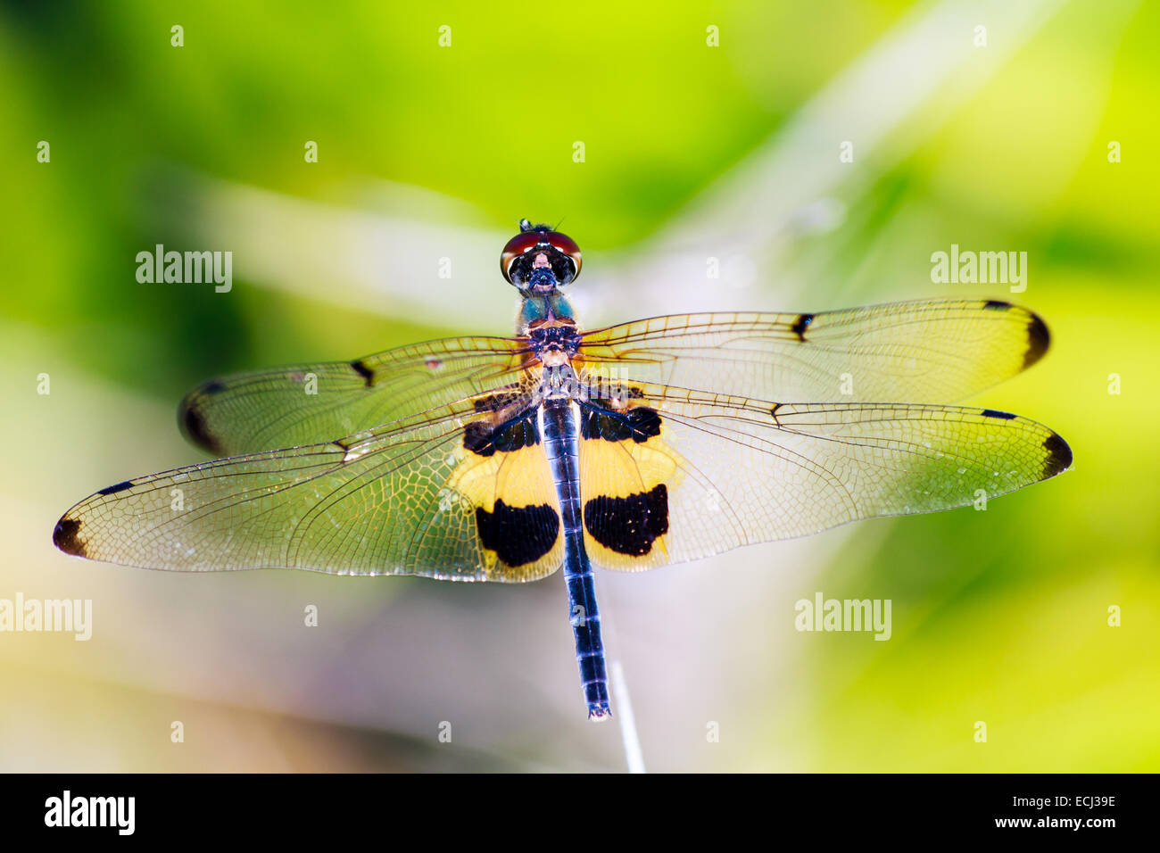 Portrait of dragonfly - Yellow dragonfly in nature Stock Photo - Alamy