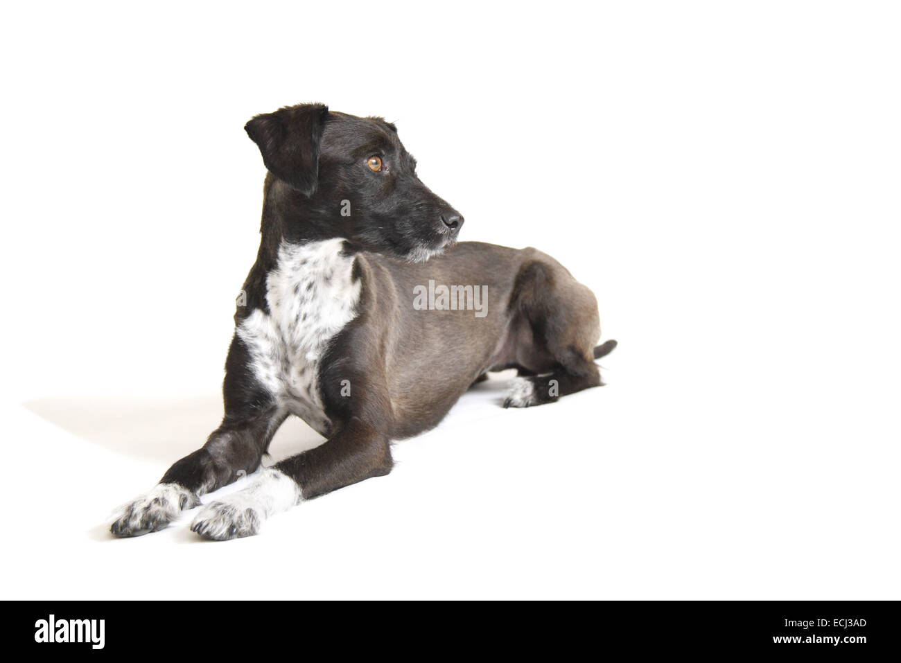 shaved jack russell