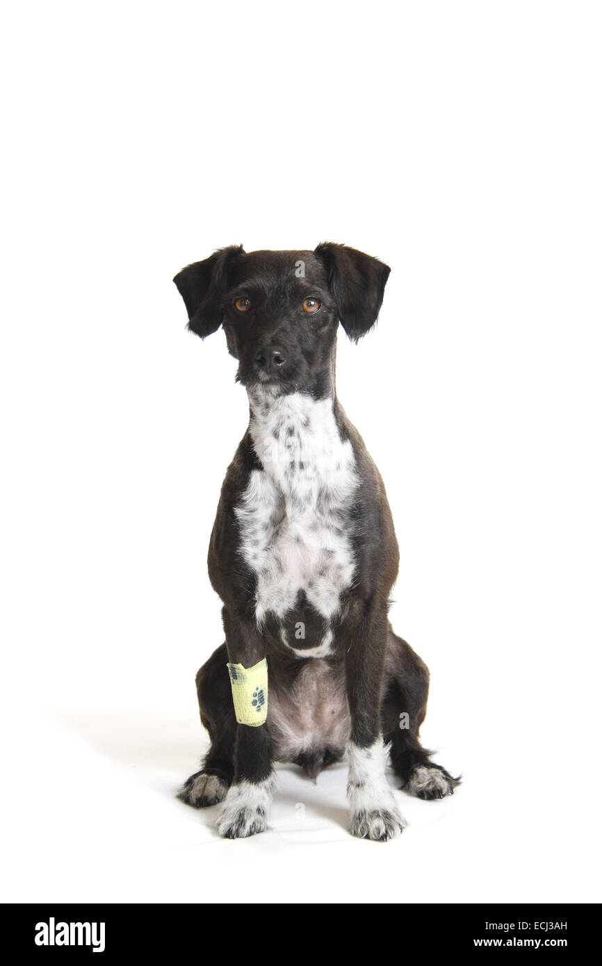 Jack Russell miniature poodle cross shaved against a white