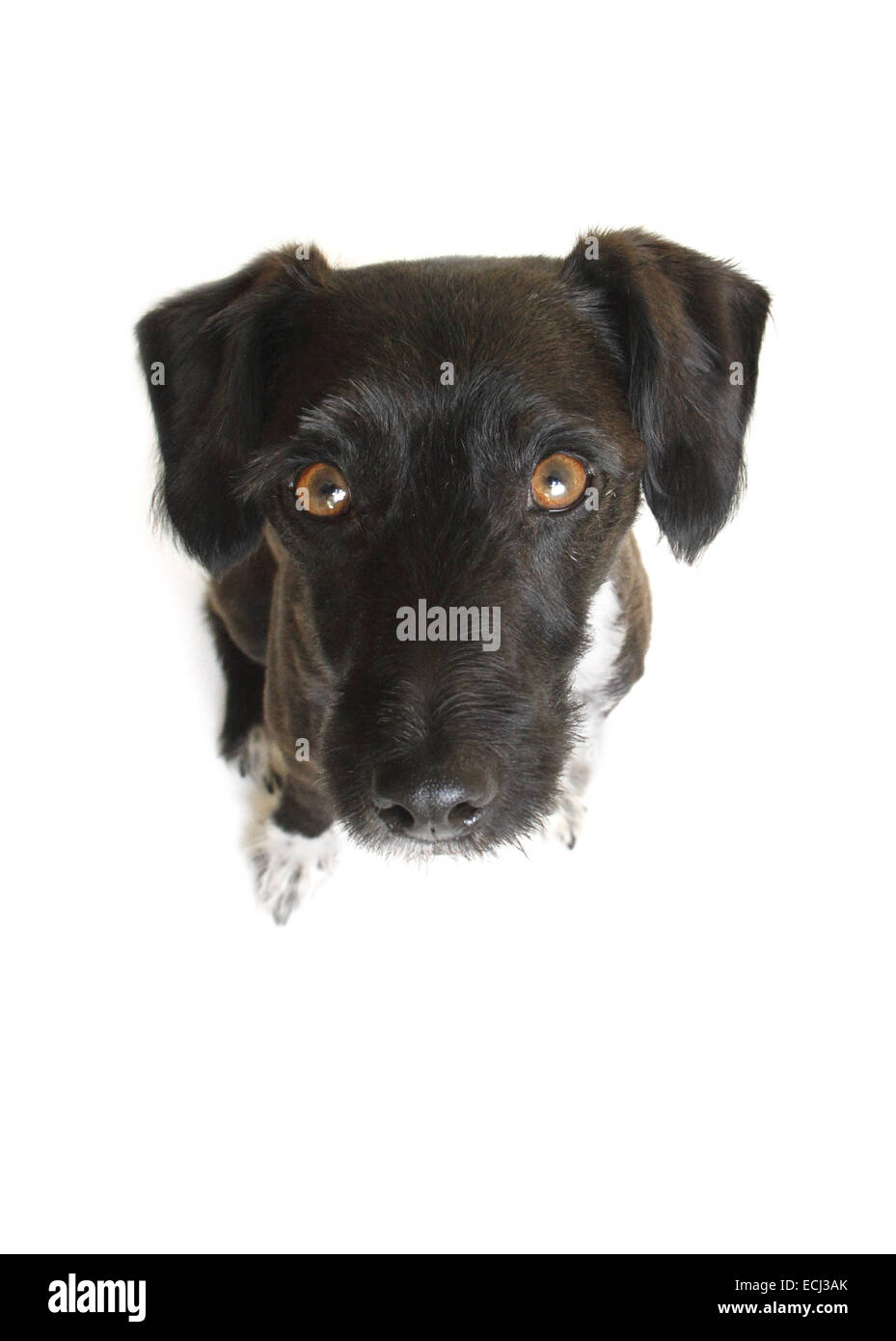 Jack Russell miniature poodle cross, shaved, against a white background prepared for cutout