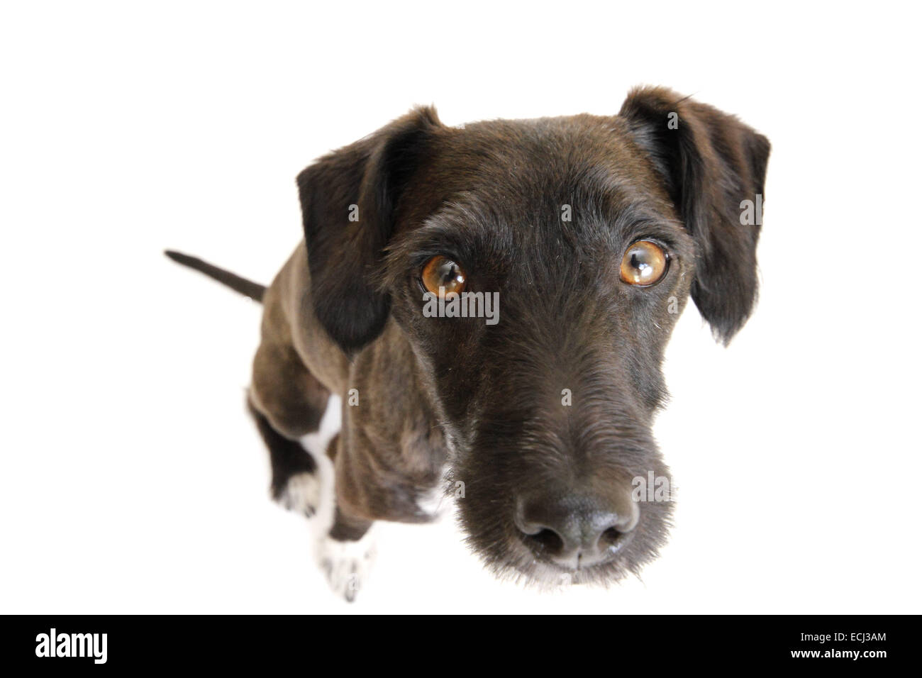 Miniature poodle jack russell cross hires stock photography and images Alamy