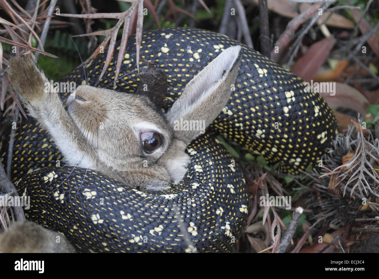 diamond python Morelia spilota spilota crushing a rabbit Stock Photo ...
