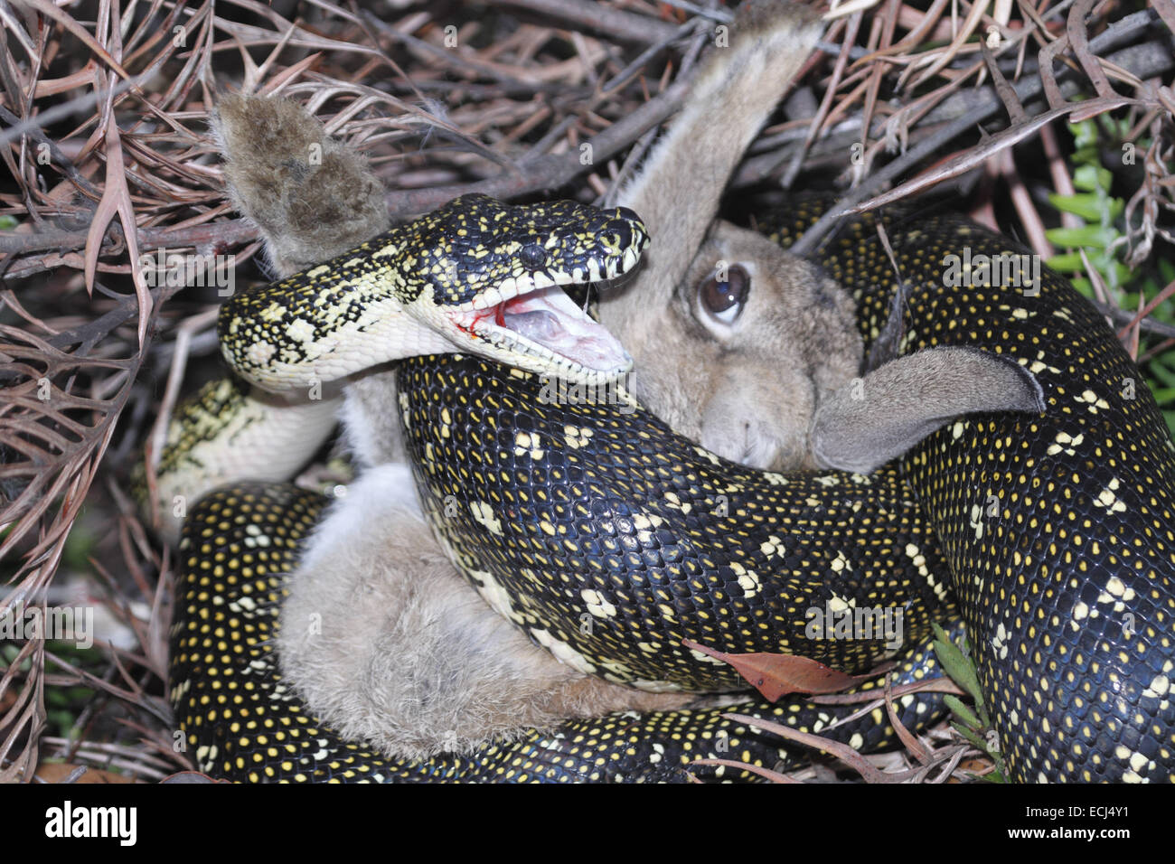 diamond python Morelia spilota spilota crushing a rabbit Stock Photo