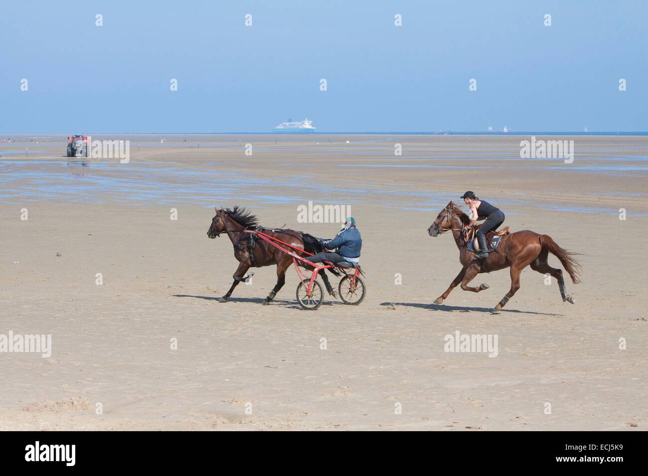 France, Pas de Calais, Les Hemmes de Marck, coupling and rider galloping Stock Photo