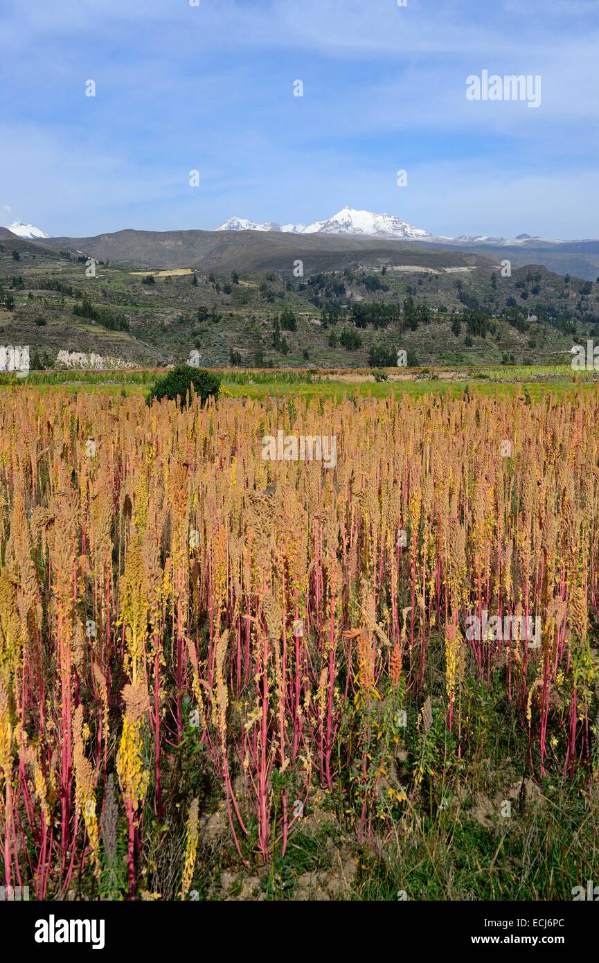 Peru, Arequipa Province, Chivay, The Inca Terraces Of Colca Canyon ...