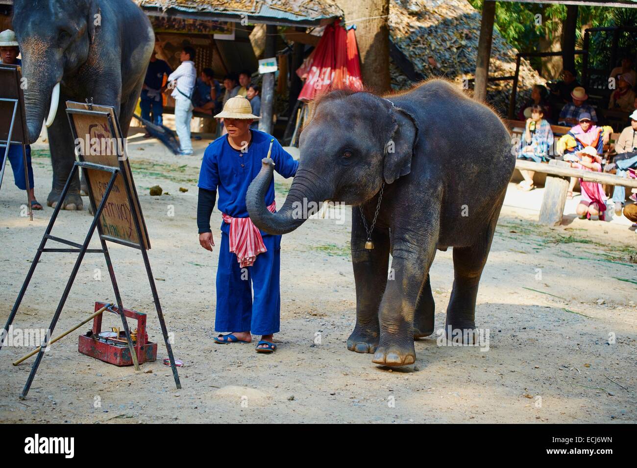 Thailand, Chiang Mai, Mae Sa, elephant show for tourist Stock Photo