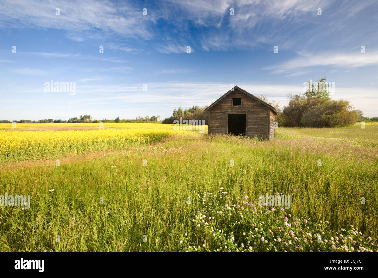Old barn in tall grass with blue sky and clouds Stock Photo - Alamy
