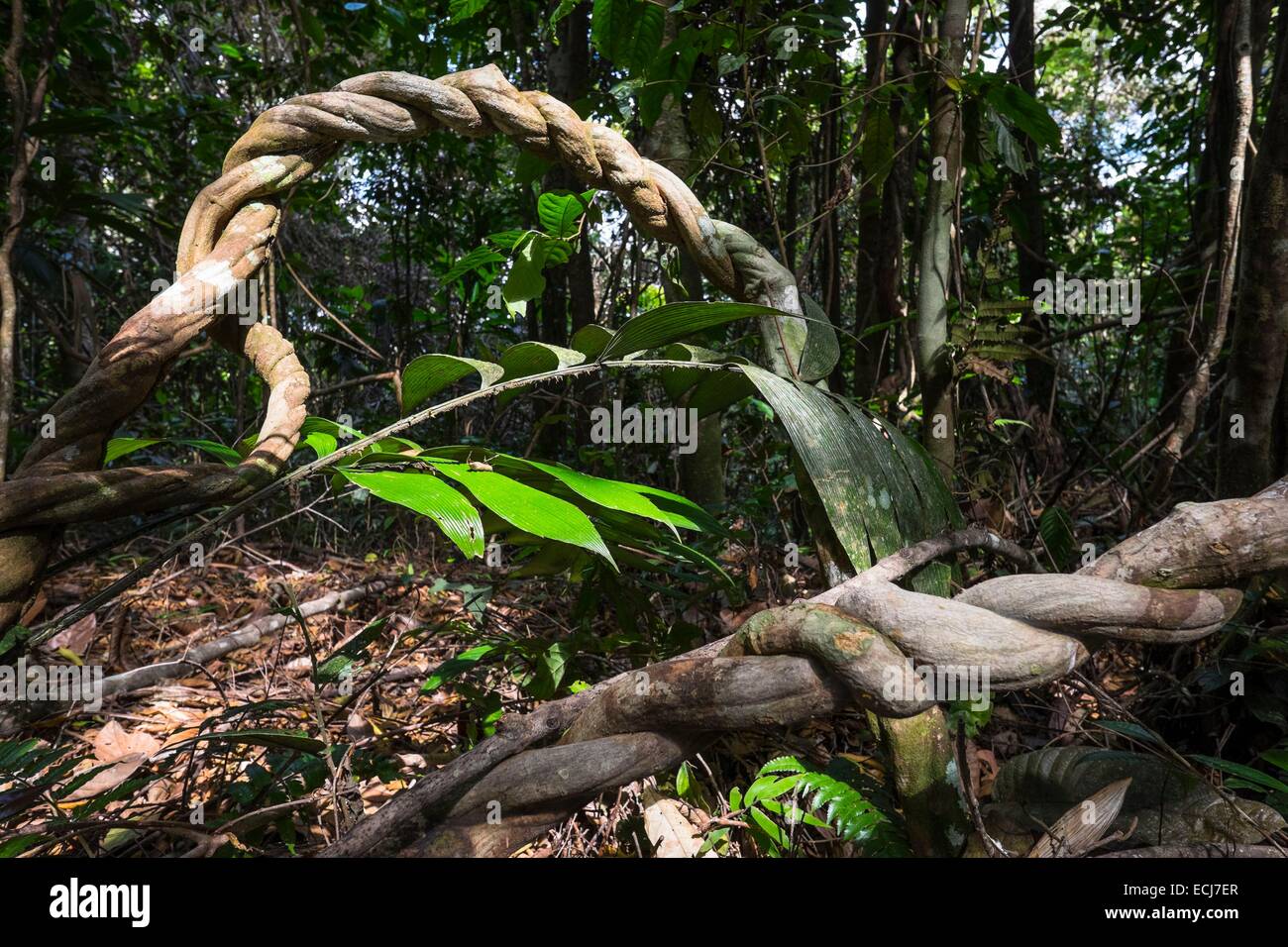 Río san juan nicaragua hi-res stock photography and images - Alamy