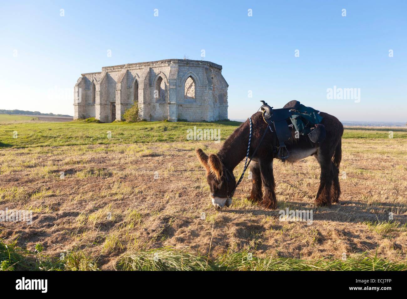 France, Pas de Calais, Guemy, donkey in front of the ruins of the chapel of St. Louis Stock Photo