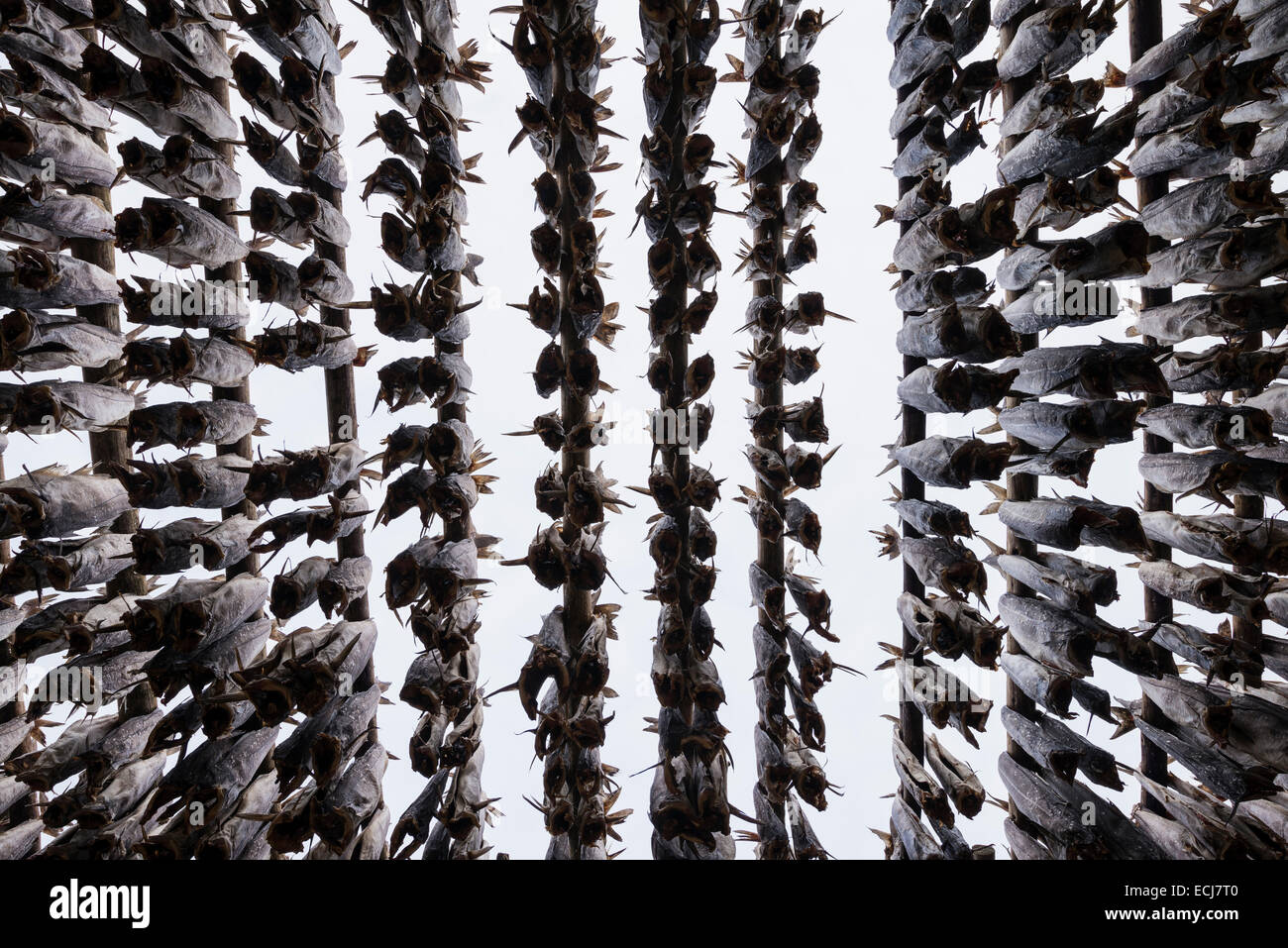 Rows of cod stockfish hang to dry in winter air, Lofoten Islands, Norway Stock Photo