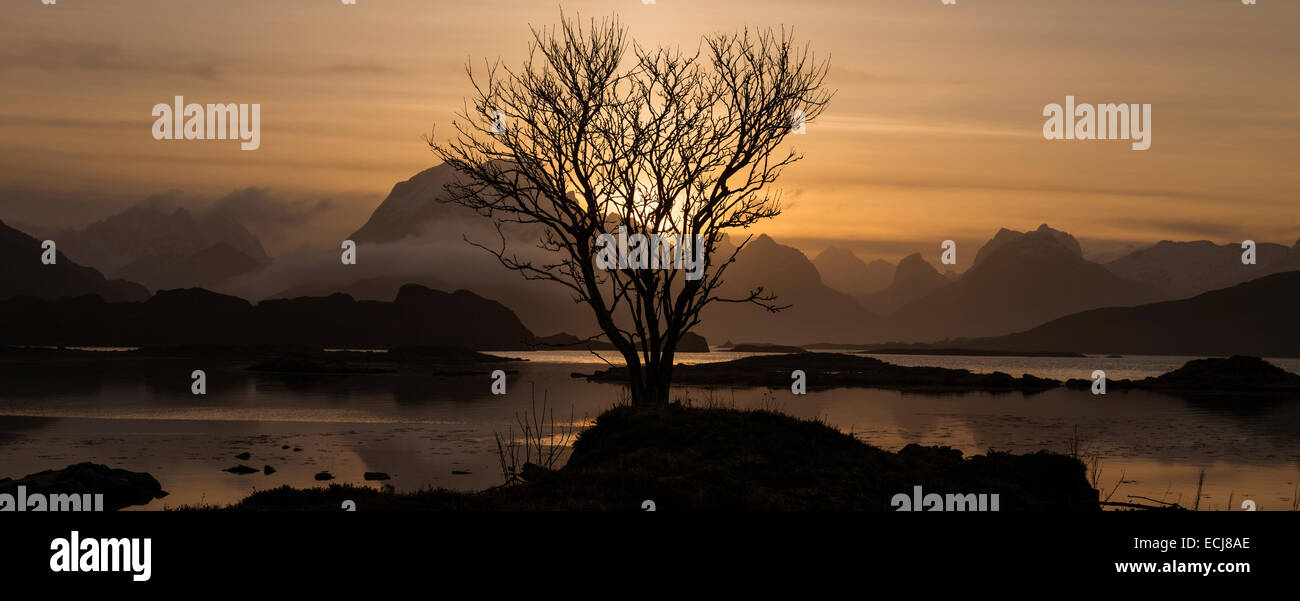 Lone winter tree silhouetted against mountain sunset, near Fredvang, Flakstadøy, Lofoten Islands, Norway Stock Photo