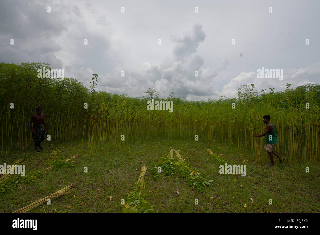 Farmer processing jute from jute plants. Jute in Bangladesh is called