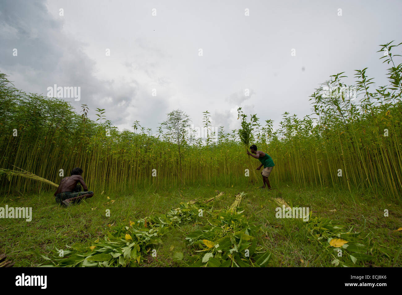Farmer processing jute from jute plants. Jute in Bangladesh is called