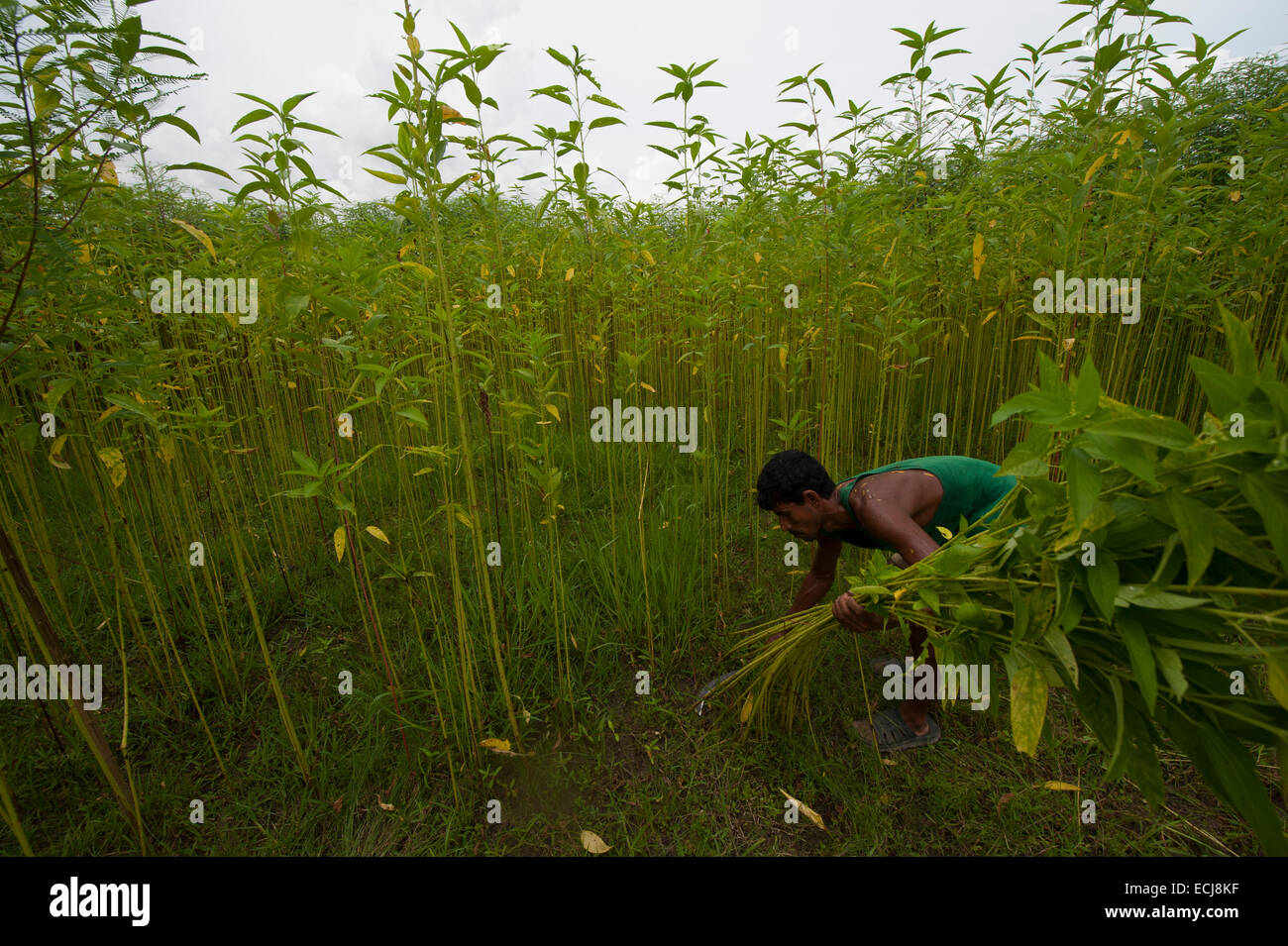 Farmer processing jute from jute plants. Jute in Bangladesh is called