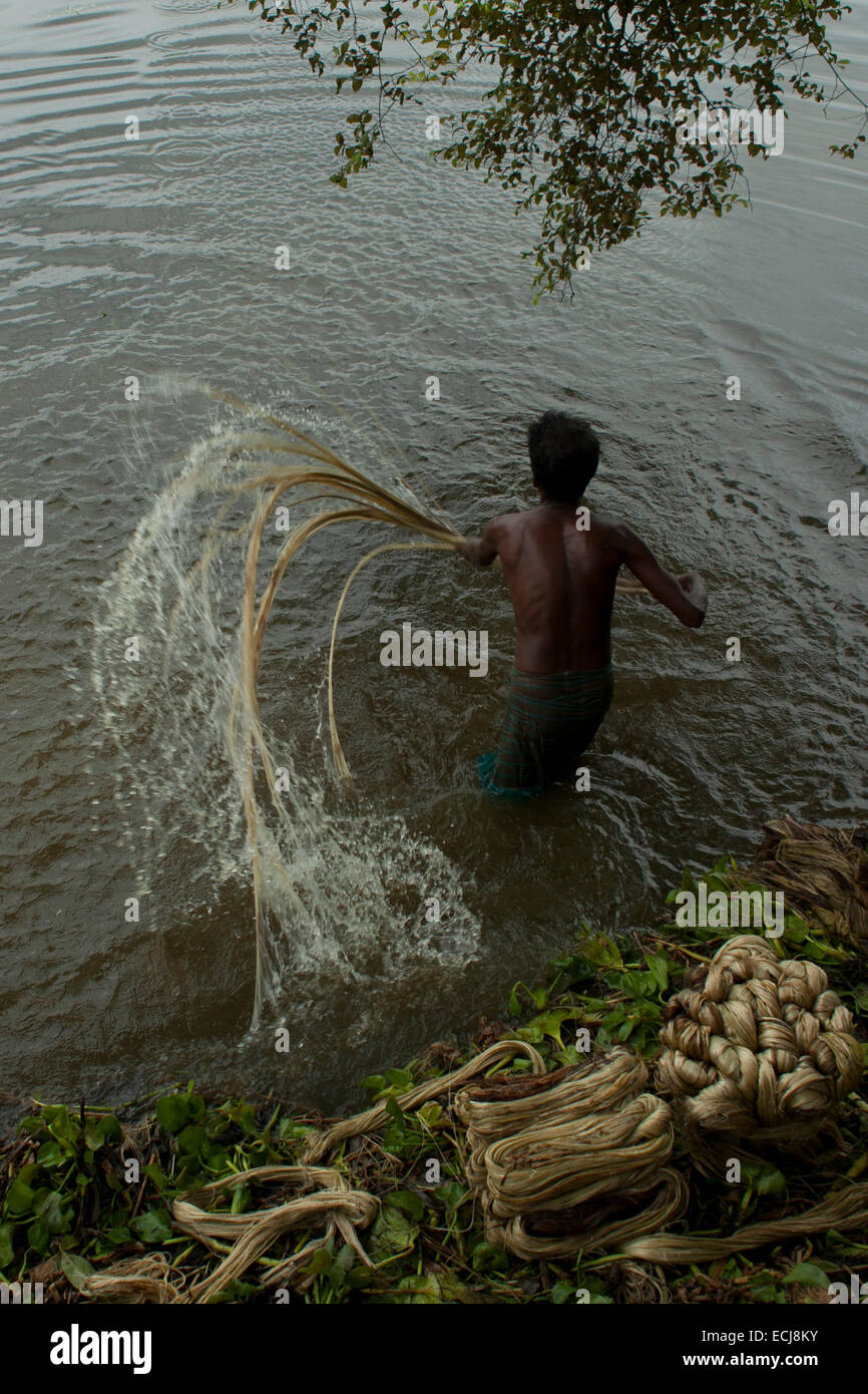 Farmer processing jute from jute plants. Jute in Bangladesh is called