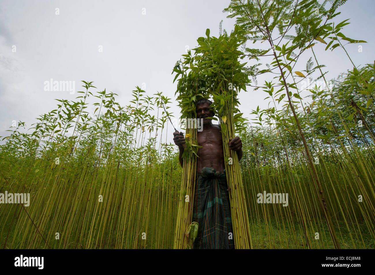 Farmer processing jute from jute plants. Jute in Bangladesh is called