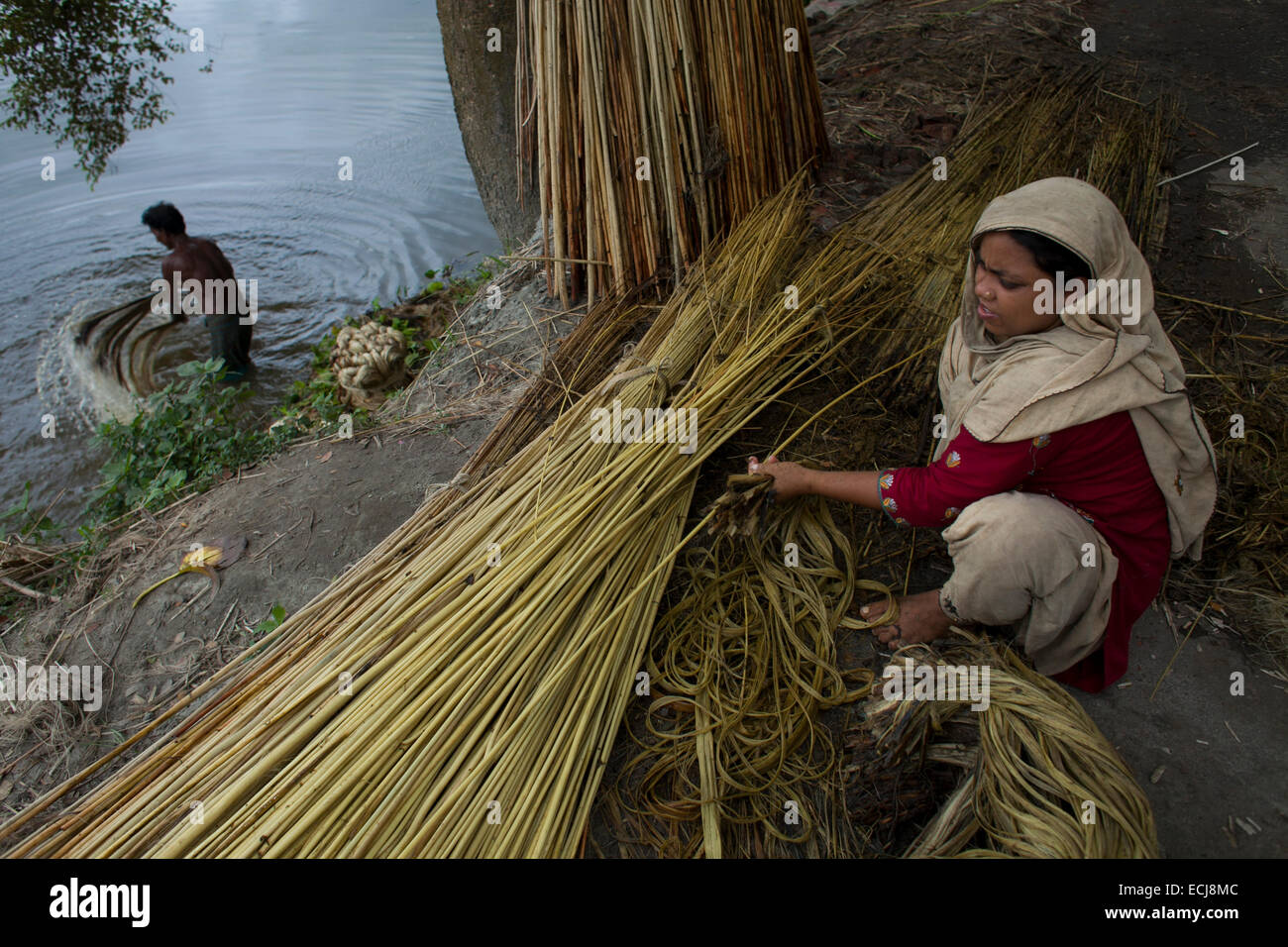 Farmer processing jute from jute plants. Jute in Bangladesh is called