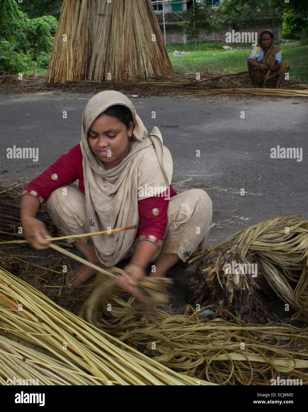 Farmer processing jute from jute plants. Jute in Bangladesh is called