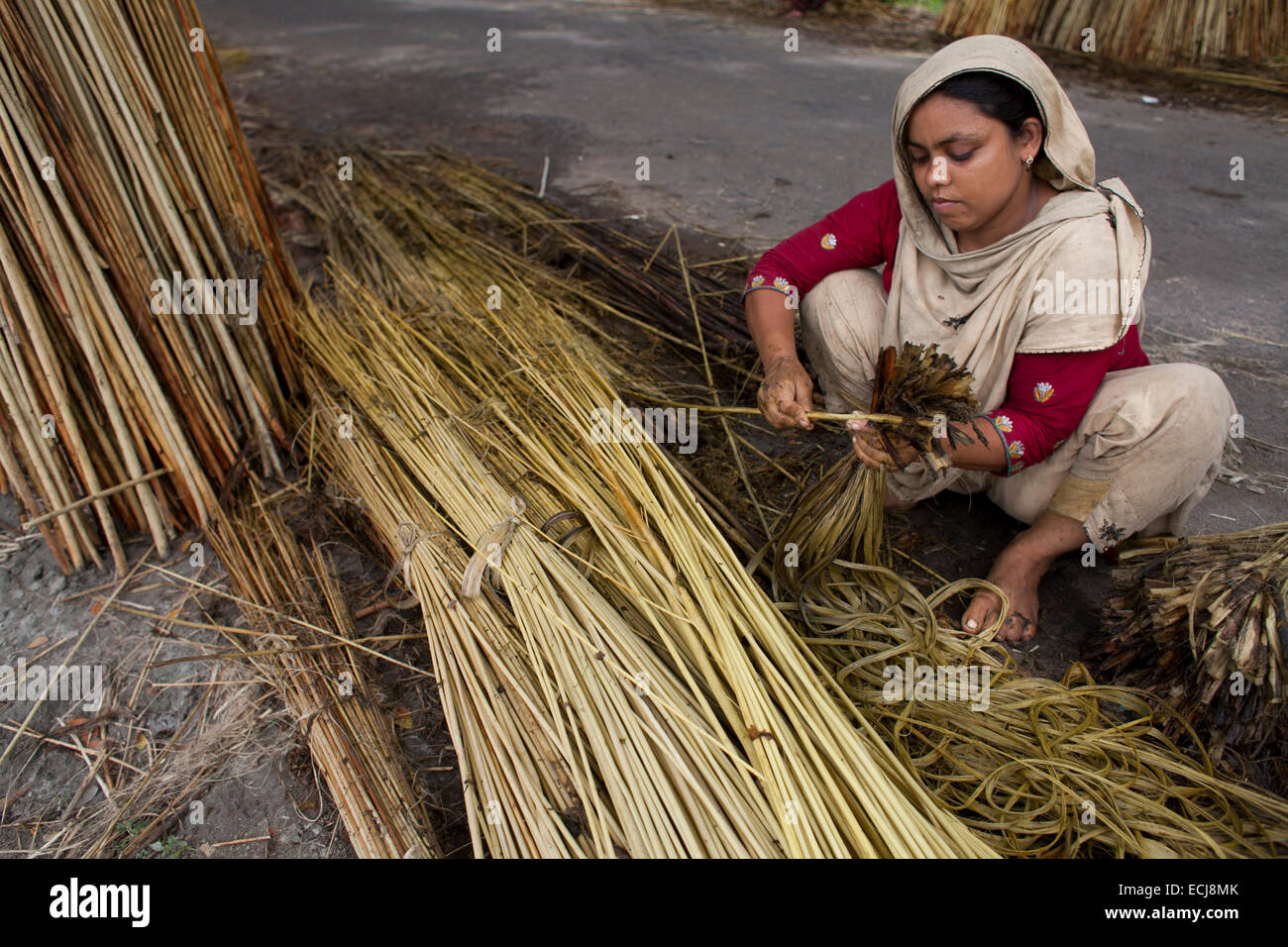 Young women processing jute from jute plants. Jute in Bangladesh is called 'The Golden Fiber'is used for exporting jute products.Bangladesh is the world's largest producer of jute, a fibrous substance used in making burlap, sacks, mats, rope and twine, and carpet backing. Stock Photo