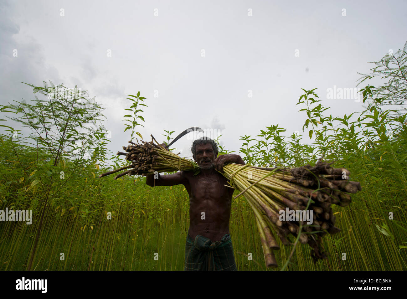 Farmer processing jute from jute plants. Jute in Bangladesh is called