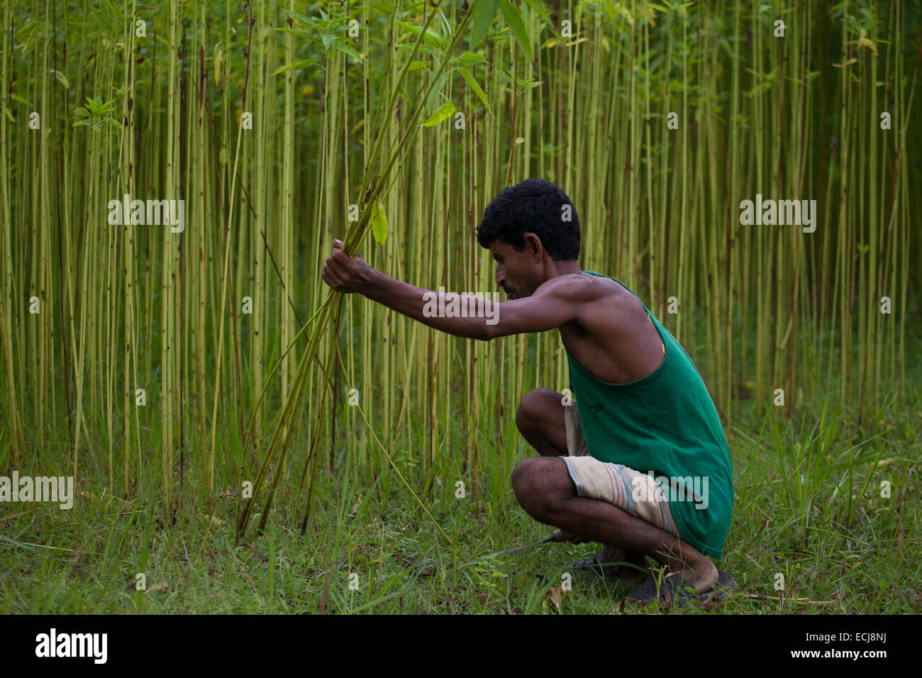 Farmer processing jute from jute plants. Jute in Bangladesh is called