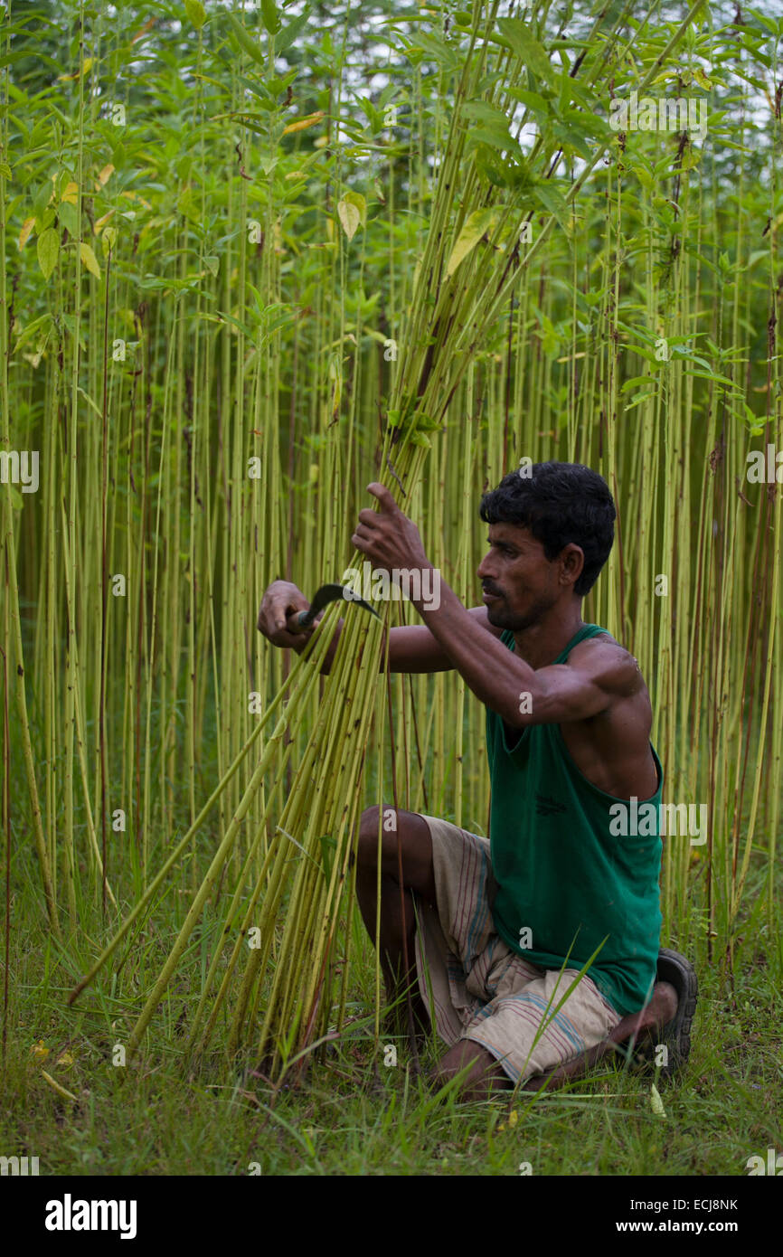 Farmer processing jute from jute plants. Jute in Bangladesh is called