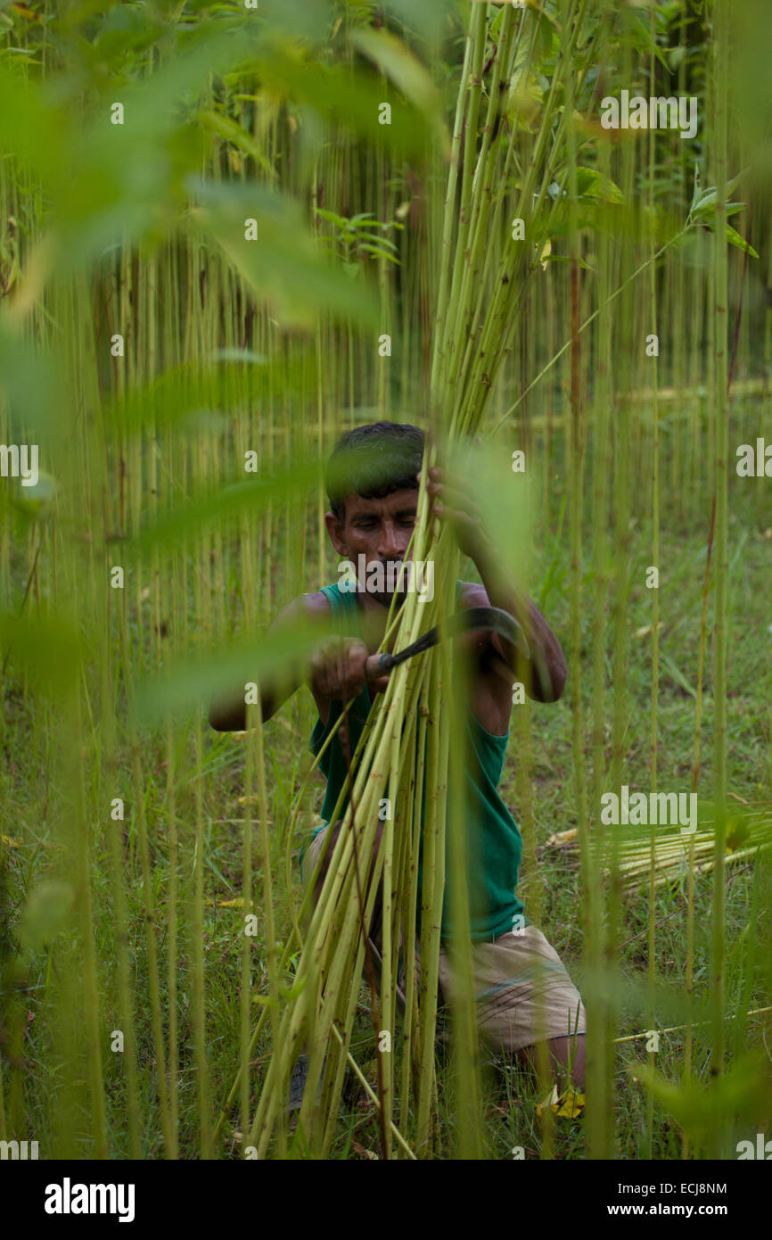 Farmer processing jute from jute plants. Jute in Bangladesh is called