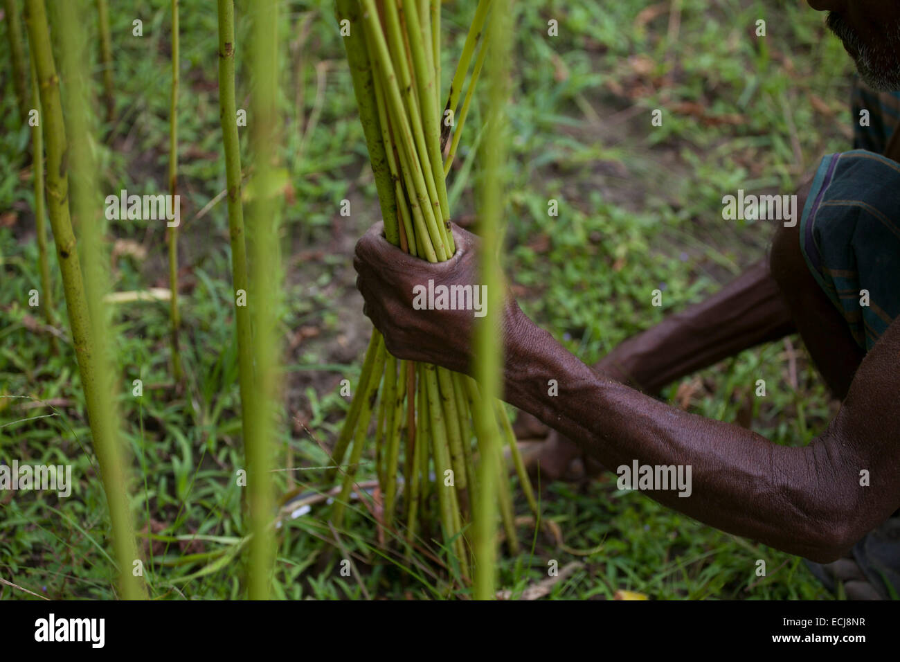 Farmer processing jute from jute plants. Jute in Bangladesh is called