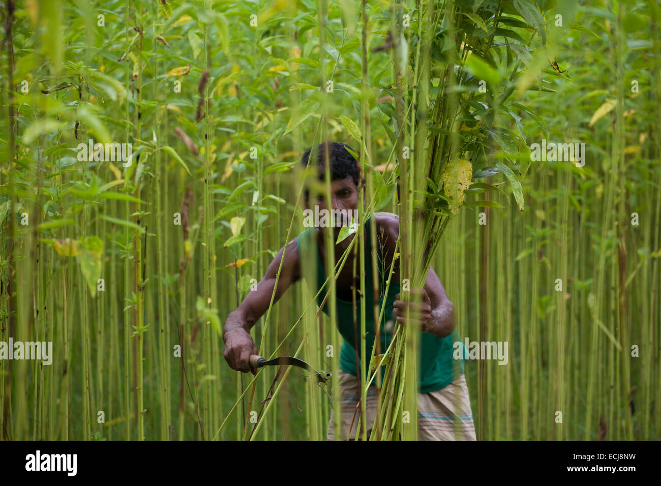 Farmer processing jute from jute plants. Jute in Bangladesh is called