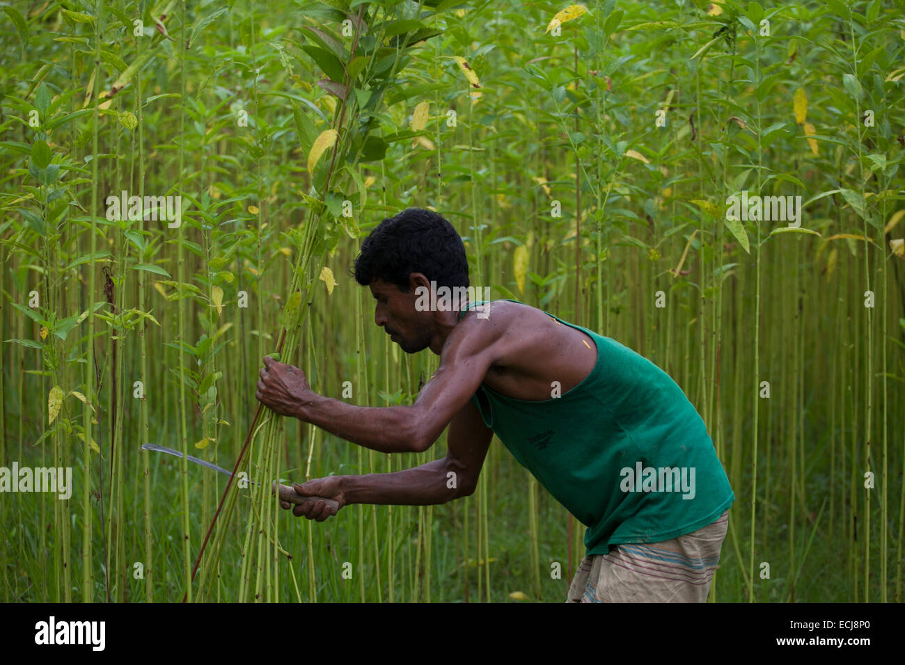 Farmer processing jute from jute plants. Jute in Bangladesh is called