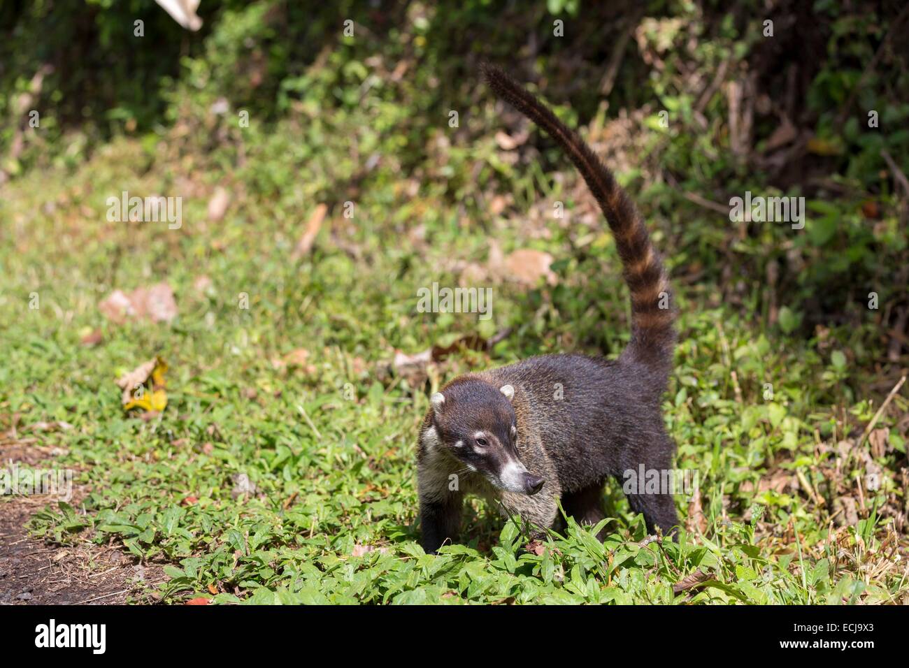 Costa Rica, Alajuela Province, white-nosed Coati (Nasua narica) Stock Photo