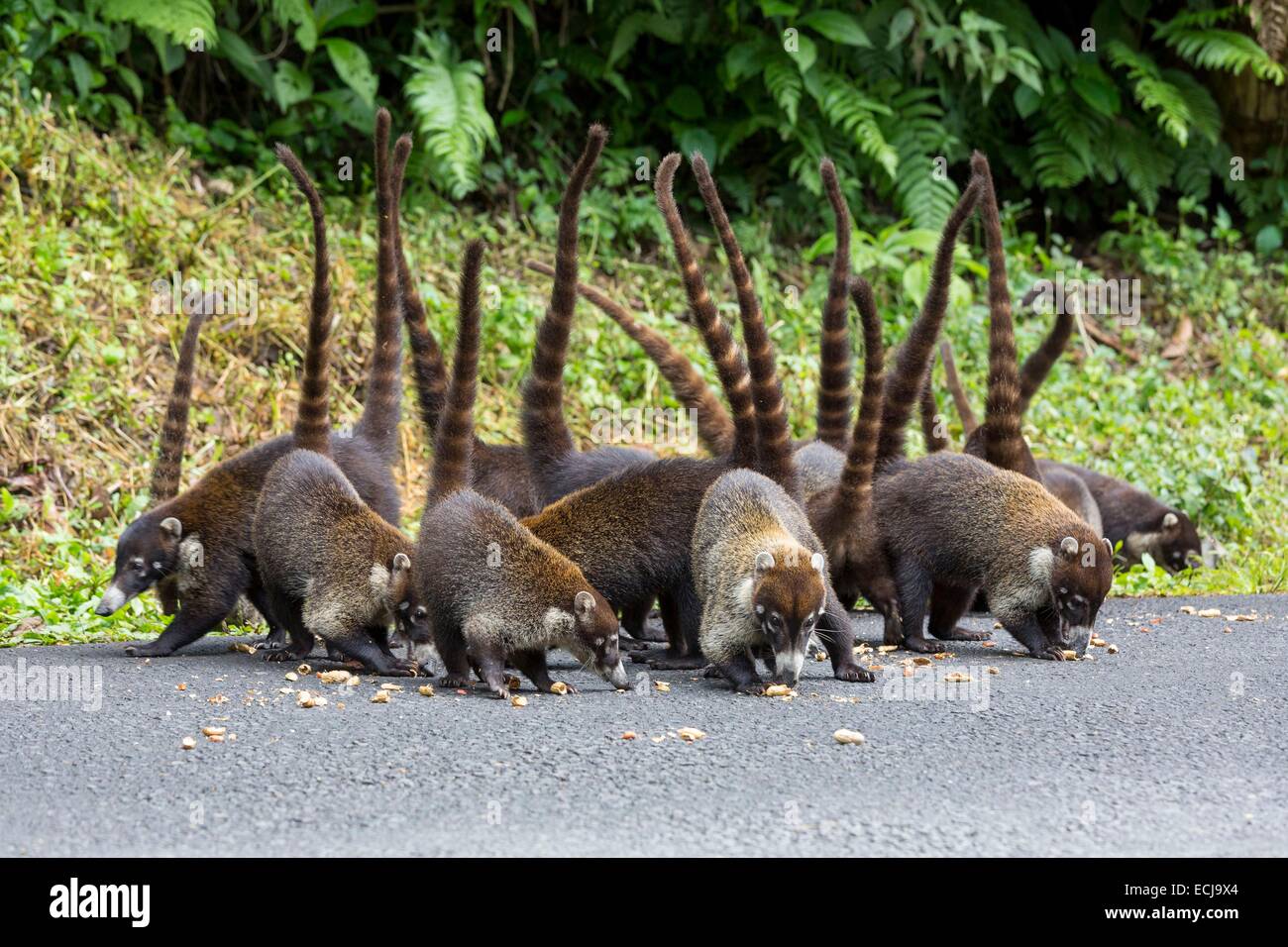 Costa Rica, Alajuela Province, white-nosed Coatis (Nasua narica) Stock Photo