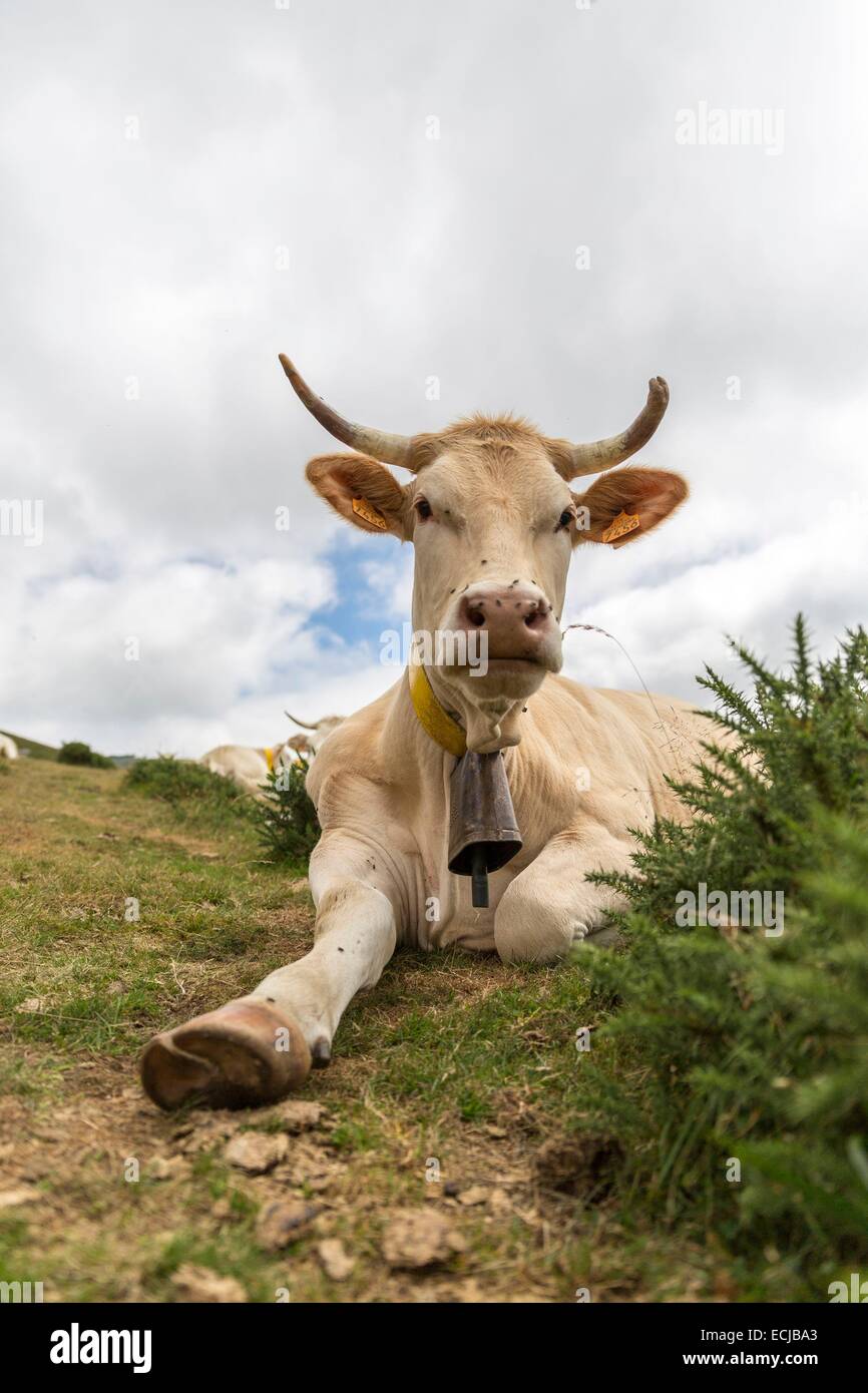 France, Pyrenees Atlantiques, Basque Country, Iraty forest, lying cow ...