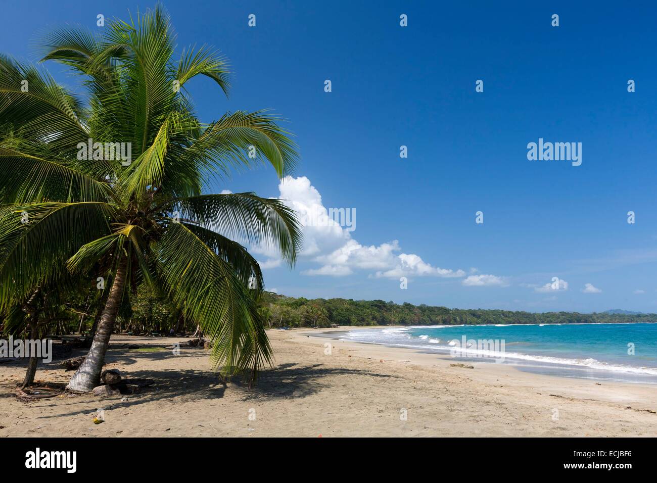 Costa Rica, Limon Province, Caribbean coast, GandocaManzanillo