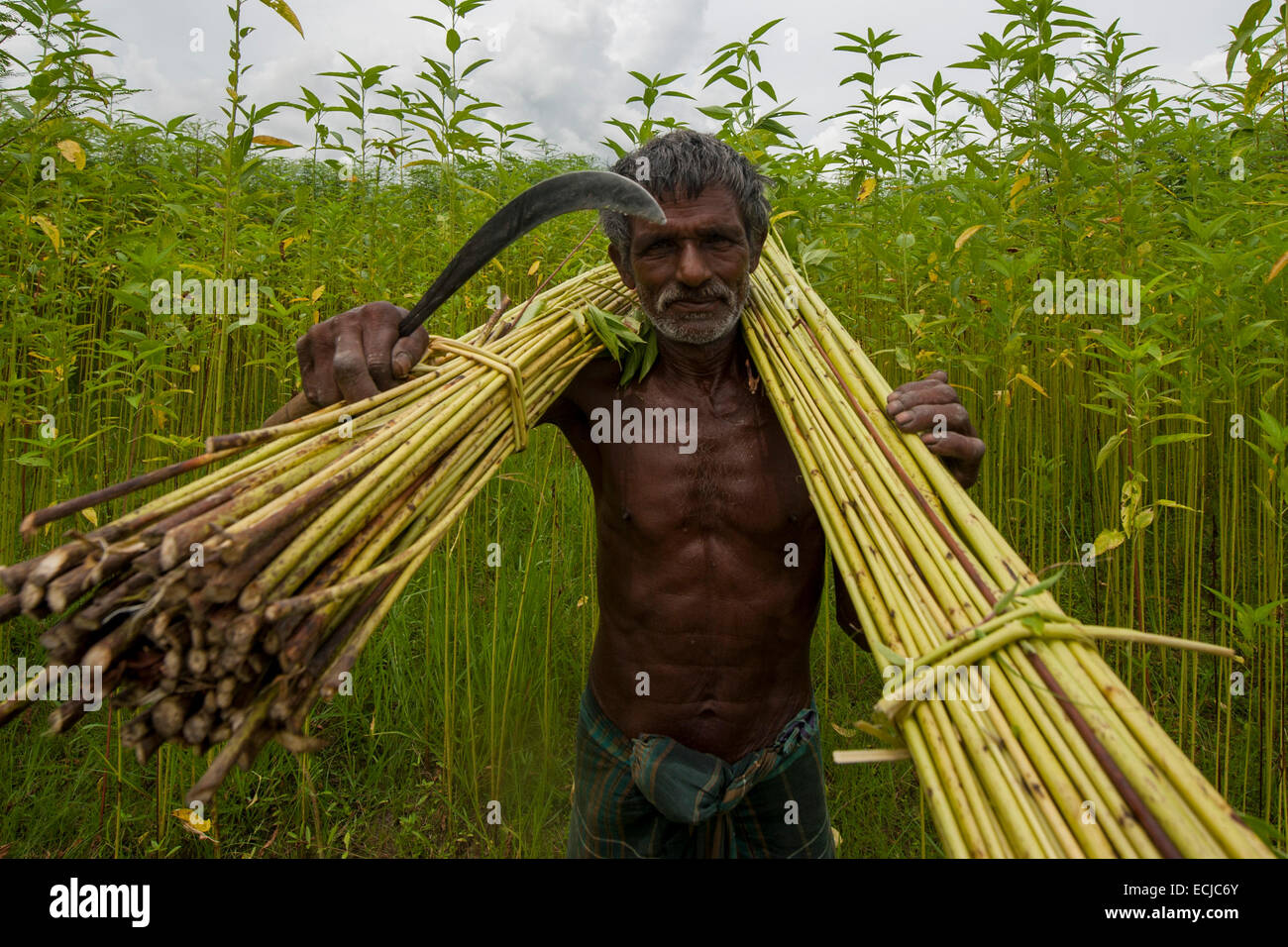 Farmer processing jute from jute plants. Jute in Bangladesh is called