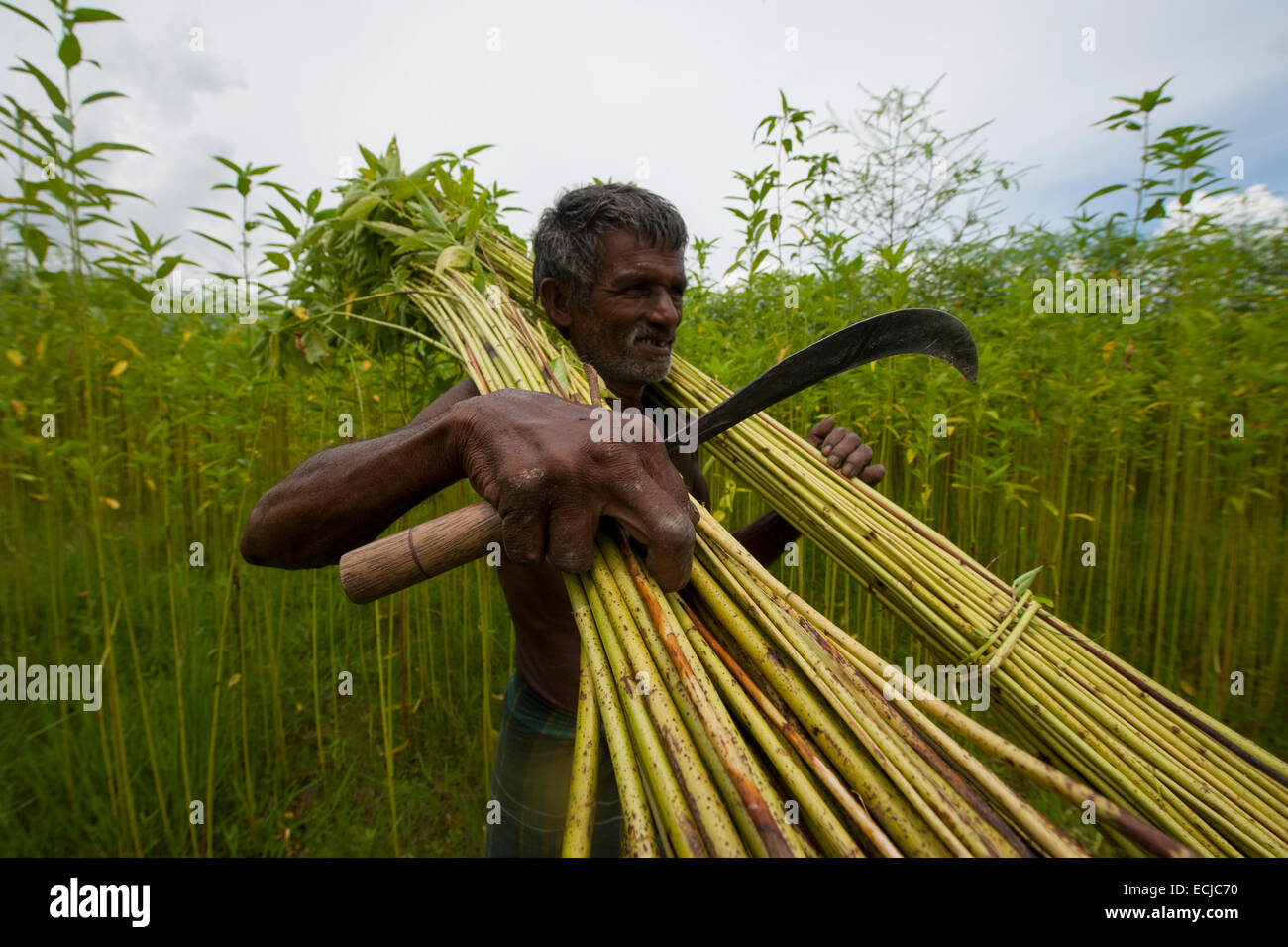 Happy farmer in bangladesh hires stock photography and images Alamy