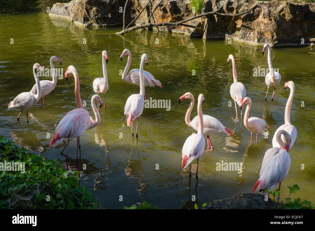 France, Rhone, Lyon, Parc de la Tete d'Or or Park of the Golden Head, Lyon Zoo is a free zoo, fully renovated in 2006, housing on 10 acres around 400 animals, Greater Flamingo (Phoenicopterus roseus) Stock Photo