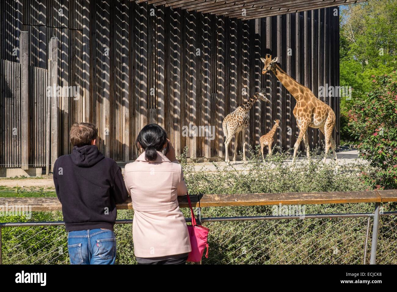 France, Rhone, Lyon, Parc de la Tete d'Or or Park of the Golden Head, Lyon Zoo is a free zoo, fully renovated in 2006, housing on 10 acres around 400 animals, giraffes Stock Photo