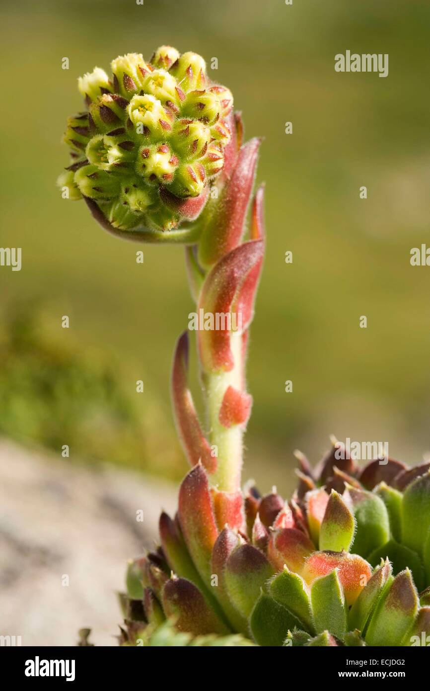 Bulgaria, Sofia region, Rila National Park, Hens and chicks (Sempervivum sp.) Stock Photo