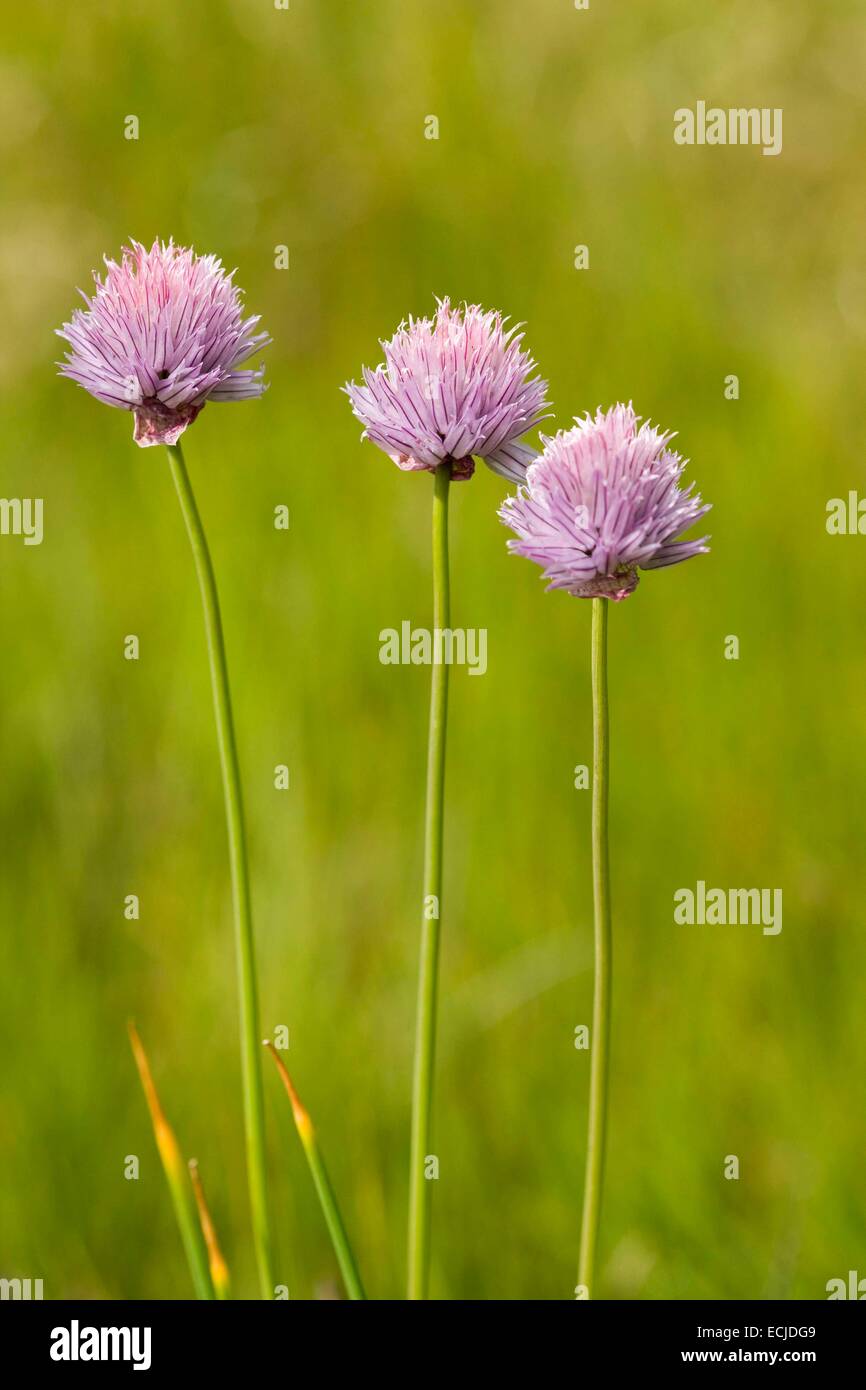 Bulgaria, Sofia region, Rila National Park, wild garlic (Allium sp.) Stock Photo