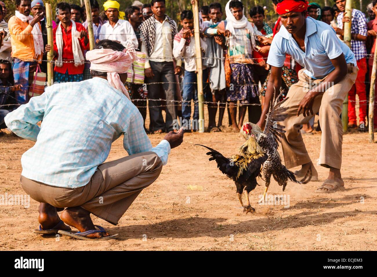 Asia Cockfight Hi Res Stock Photography And Images Alamy