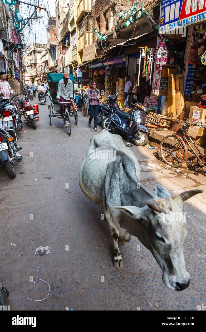 India, Odisha, Cuttack, cow and rickshaw in a street Stock Photo
