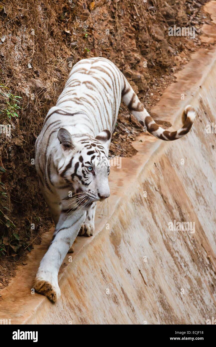 India, Odisha, Bhubaneswar, Nandankanan zoo, white tiger Stock Photo - Alamy