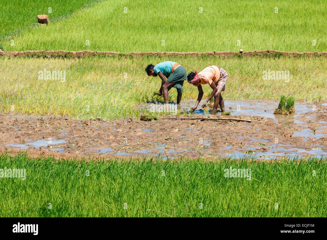 India, Odisha, Jajpur District, Udayagiri, rice farming Stock Photo