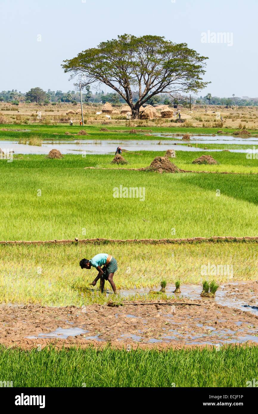 India, Odisha, Jajpur District, Udayagiri, rice farming Stock Photo